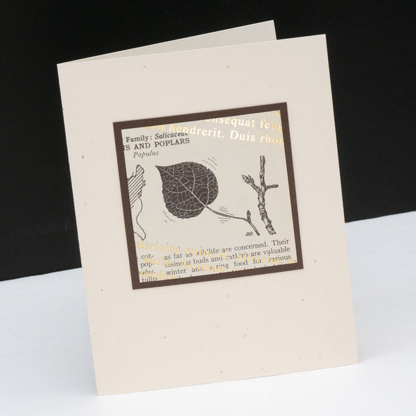 Note card of a drawing of poplar tree from a vintage nature book. The original aged print is overlain with angled metallic lorem ipsum text.