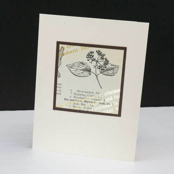 Note card of a berry drawing from a vintage nature book. The original aged print is overlain with angled metallic lorem ipsum text.