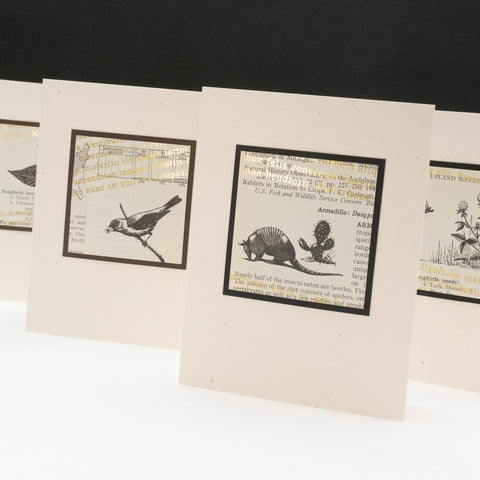 Note cards of a bird, armadillo, and plant drawings from vintage nature books. The original aged print is overlain with angled metallic lorem ipsum text.